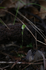 Pterostylis ectypha