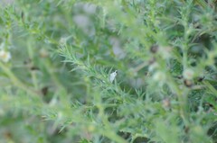 Conchylodes octonalis