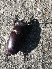 Lucanus capreolus
