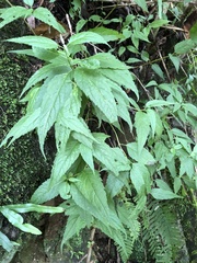 Eupatorium chinense tozanense