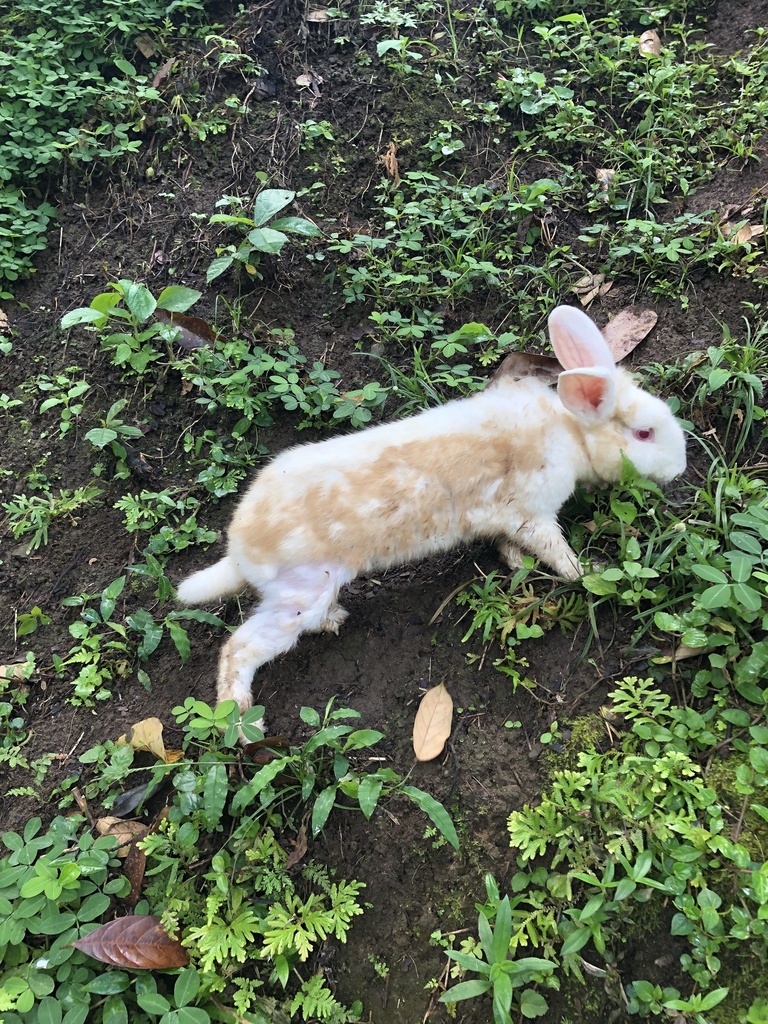 Domestic Rabbit from Pulau Bali, Gianyar, Bali, ID on August 8, 2022 at ...