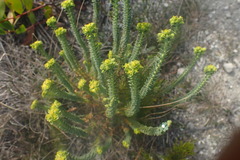 Euphorbia foliosa