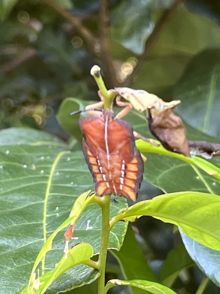 Lychee Stink Bug from 北屯區, TW on August 8, 2022 at 09:46 AM by Meifei ...
