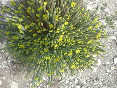 Euphorbia foliosa