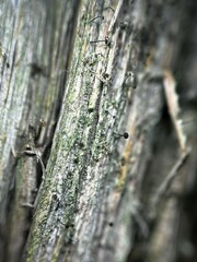 Chaenotheca trichialis