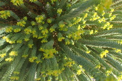 Euphorbia foliosa