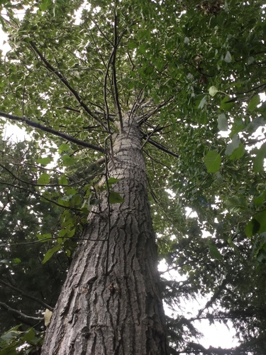 Populus X hastata