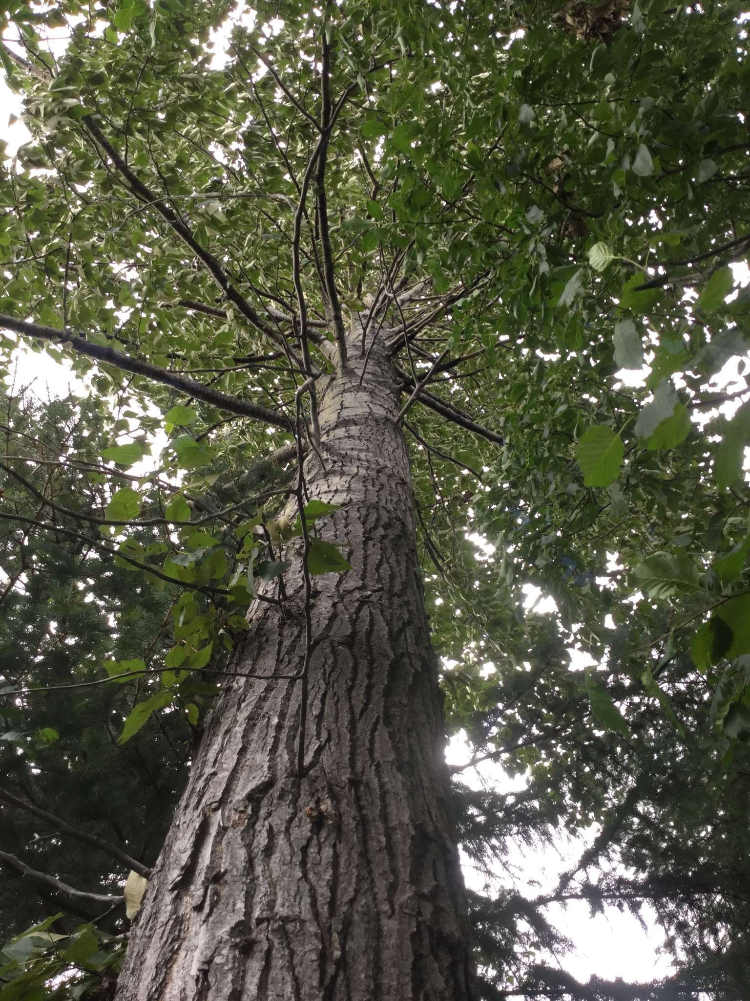 Populus X hastata