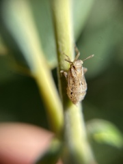 Delphax crassicornis