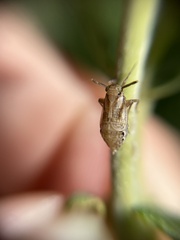 Delphax crassicornis