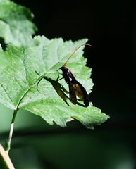 Gnamptopelta obsidianator