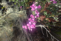 Indigofera sp11