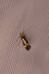 Isocorypha mediostriatella