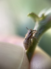 Delphax crassicornis