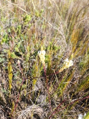 Hebenstretia integrifolia