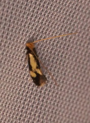 Isocorypha mediostriatella