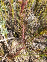 Hebenstretia integrifolia
