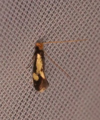 Isocorypha mediostriatella