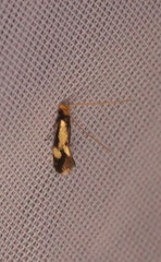 Isocorypha mediostriatella