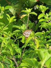 Dione vanillae insularis