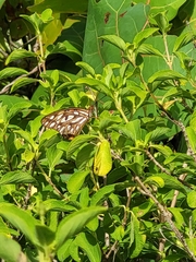 Dione vanillae insularis