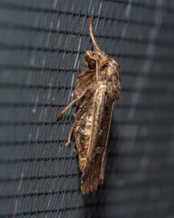 Ochropleura implecta