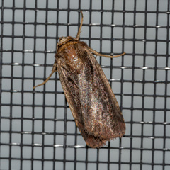 Ochropleura implecta