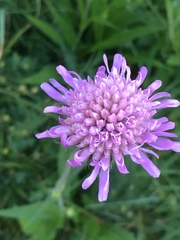 Knautia longifolia