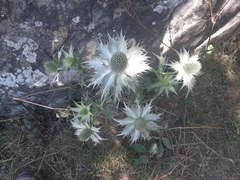 Eryngium alpinum