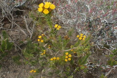 Oedera steyniae