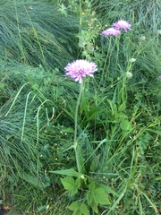 Knautia longifolia
