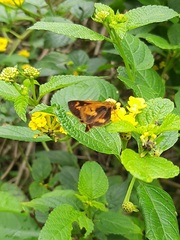 Oriens goloides