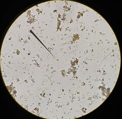 Microspora