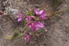 Polygala meridionalis
