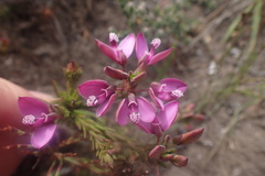 Polygala meridionalis