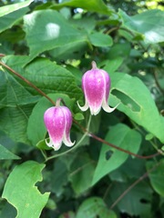 Clematis viorna
