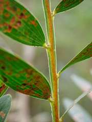 Acacia complanata