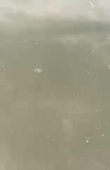 Craspedacusta sowerbii