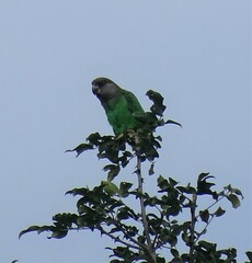 Poicephalus cryptoxanthus tanganyikae