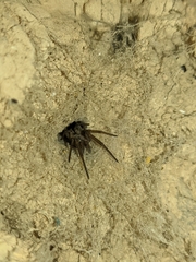 Filistata insidiatrix