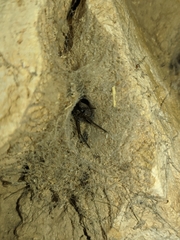 Filistata insidiatrix