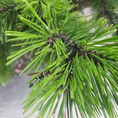 Sceliphron caementarium