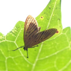 Tyspanodes striatus