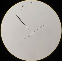 Pseudanabaena galeata