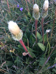 Hypochaeris uniflora