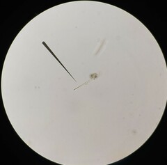 Pseudanabaena