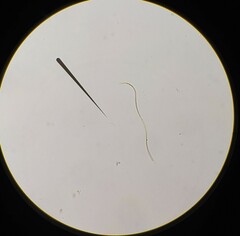 Pseudanabaena galeata