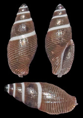 Mokumea divaricata