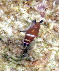 Mokumea divaricata