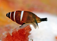 Mokumea divaricata